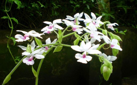 Phong lan về trời